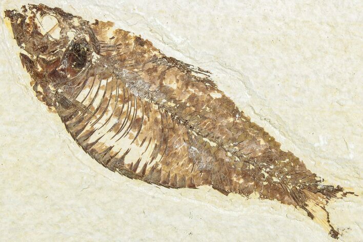 Fossil Fish (Knightia) - Green River Formation #237211